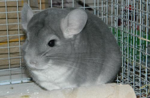 Contenido de chinchilla: información general e interesante los hechos