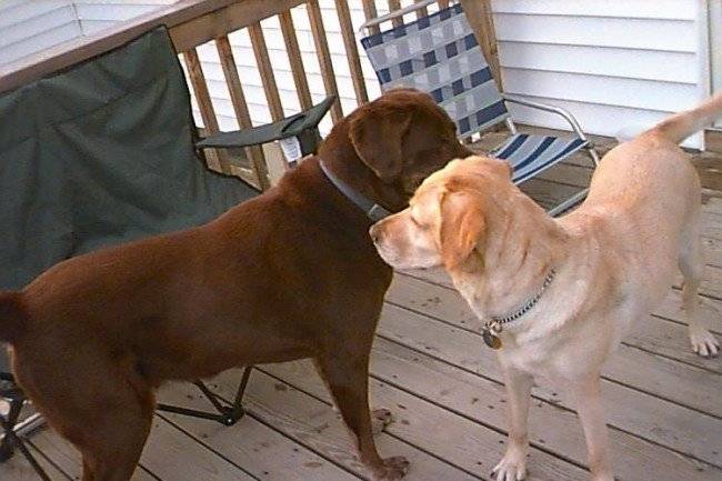 Perros de apareamiento