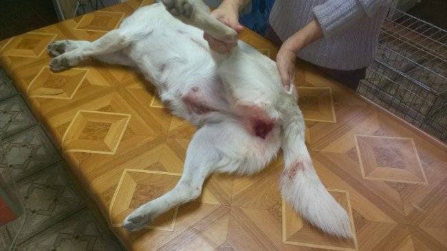 Preparando al perro para el apareamiento