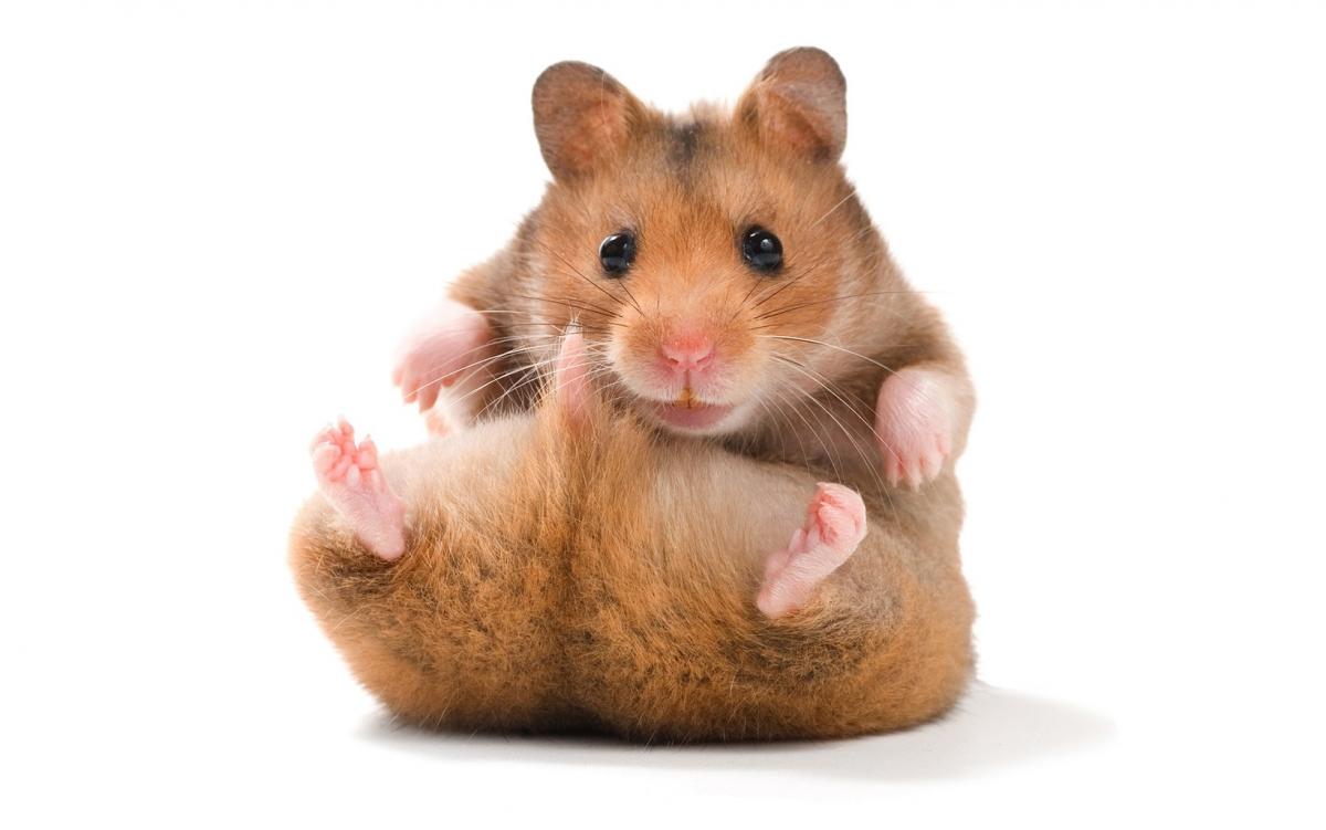 Hamsters peso promedio
