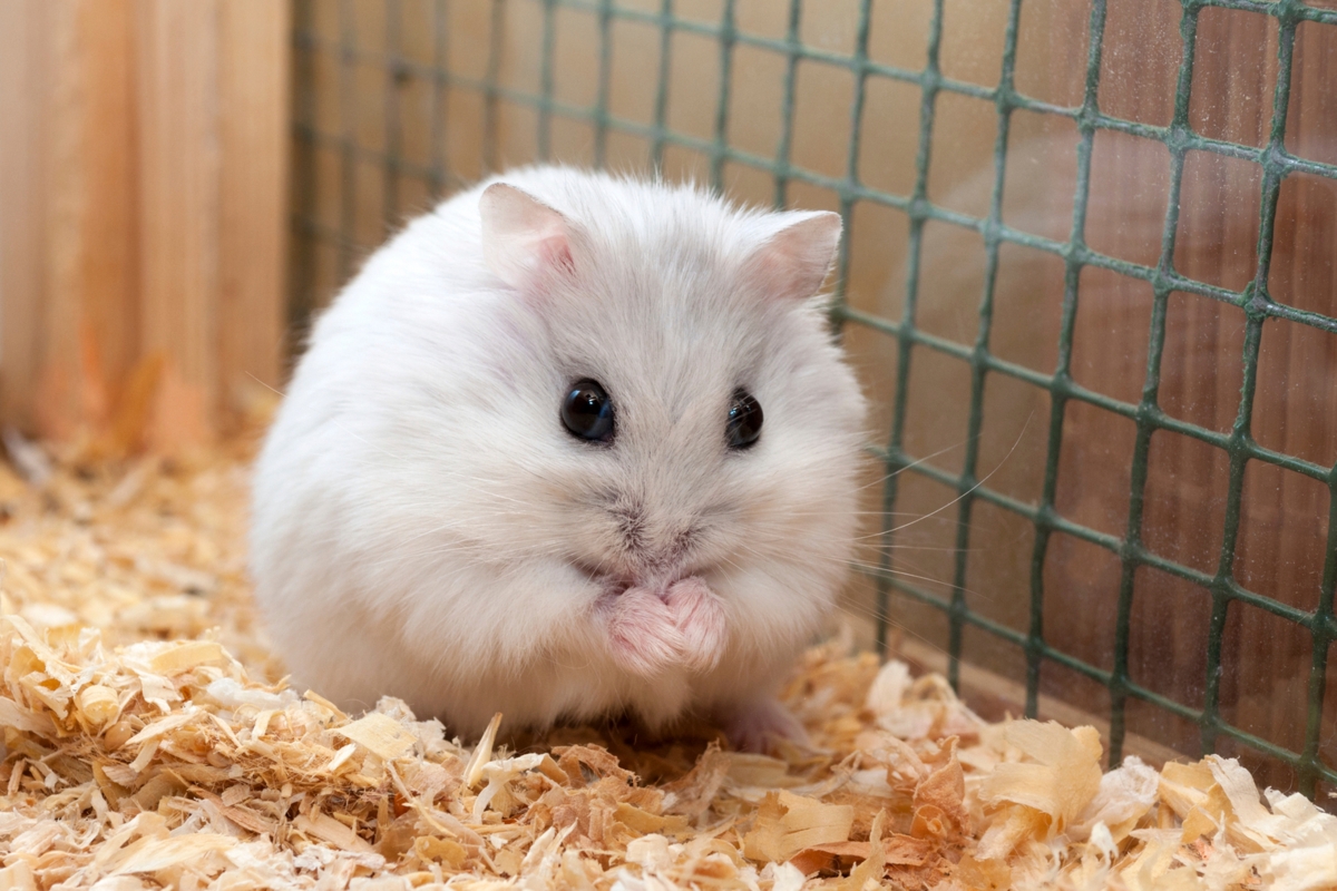 Hamsters peso promedio