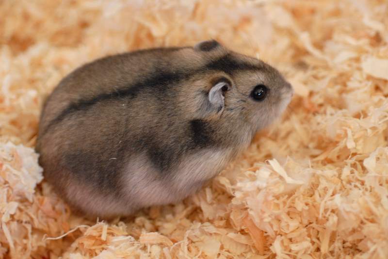 Hamsters peso promedio