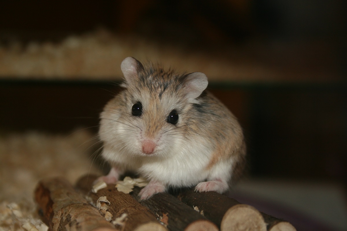 Hamsters peso promedio