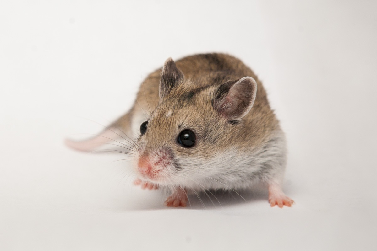 Hamsters peso promedio