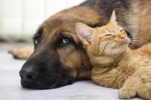 Promedio de esperanza de vida en gatos y perros