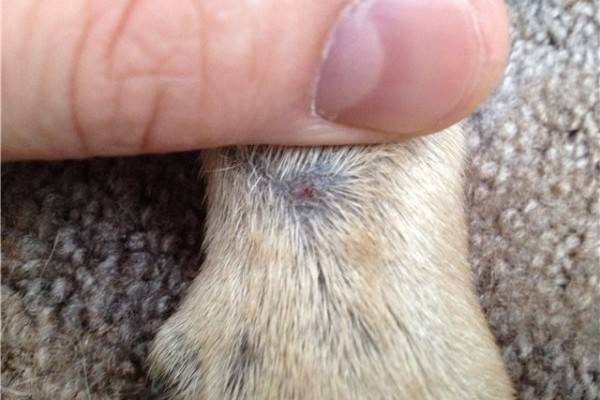 Staphylococcus en perros