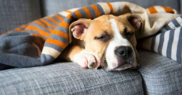 Síntomas de estafilococos en perros