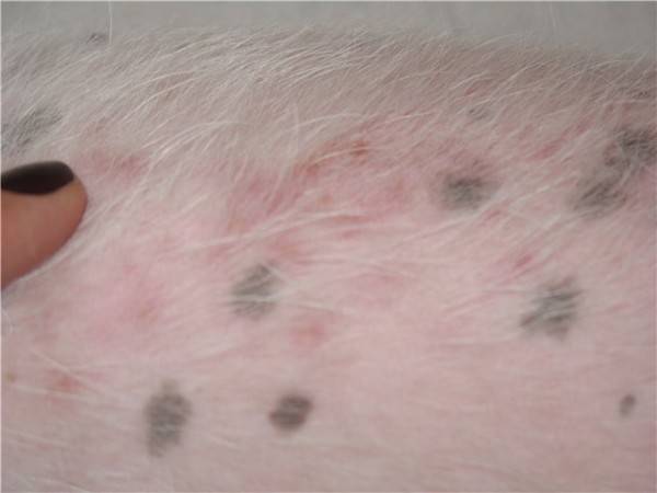 Pioderma en perros