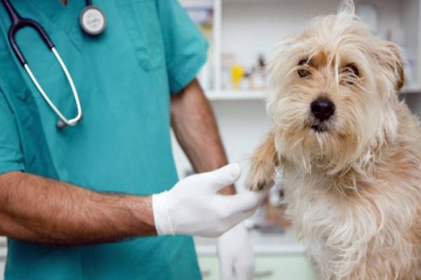 Los materiales de biopsia se toman del perro