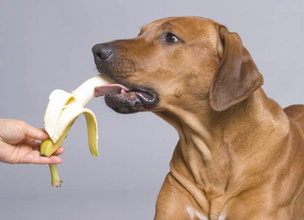Proporcione a su mascota solo comida saludable