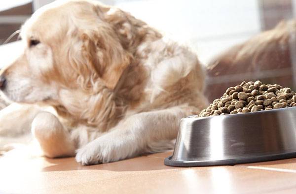 El perro se niega a comer durante el estrés