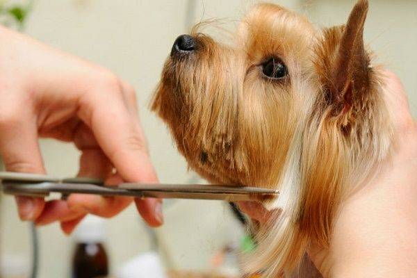 Situaciones que causan estrés en el perro