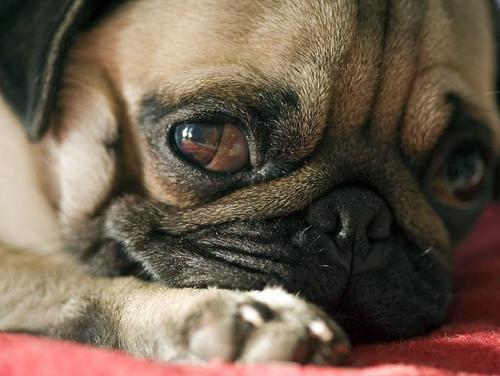 Convulsiones y episodios de epilepsia en perros.