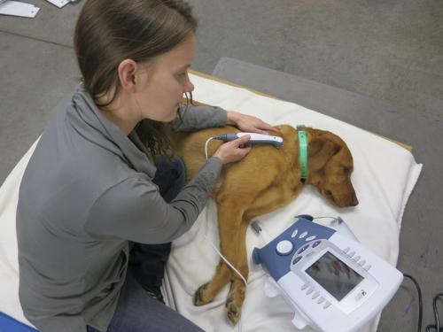 Ultrasonido terapéutico para animales.