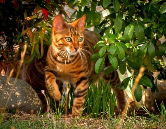 ¡Disfrutar hablando con un cachorro de tigre doméstico sigue siendo un placer! Después de todo, los gatos jugueteros heredaron la majestad y el poder de los habitantes rayados de la sabana. Pero, a diferencia de ellos, estos gatitos son flexibles, les encanta jugar con los niños y son muy leales a su amo ¡Disfrutar hablando con un cachorro de tigre doméstico sigue siendo un placer! Después de todo, los gatos jugueteros heredaron la majestad y el poder de los habitantes rayados de la sabana. Pero, a diferencia de ellos, estos gatitos son flexibles, les encanta jugar con los niños y son muy leales a su amo