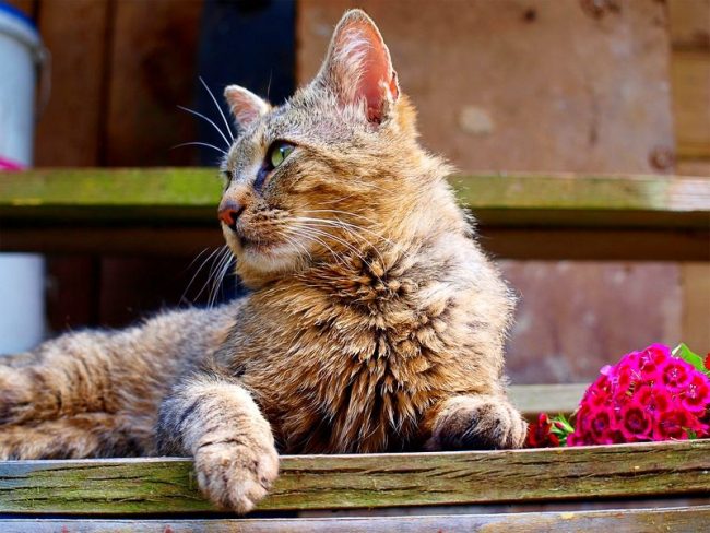 Pussycat no debe conocer el sabor de los alimentos preparados para las personas. Esto incluye carnes ahumadas, salchichas y salchichas, pasteles, dulces, picantes, picantes Pussycat no debe conocer el sabor de los alimentos preparados para las personas. Esto incluye carnes ahumadas, salchichas y salchichas, pasteles, dulces, picantes, picantes