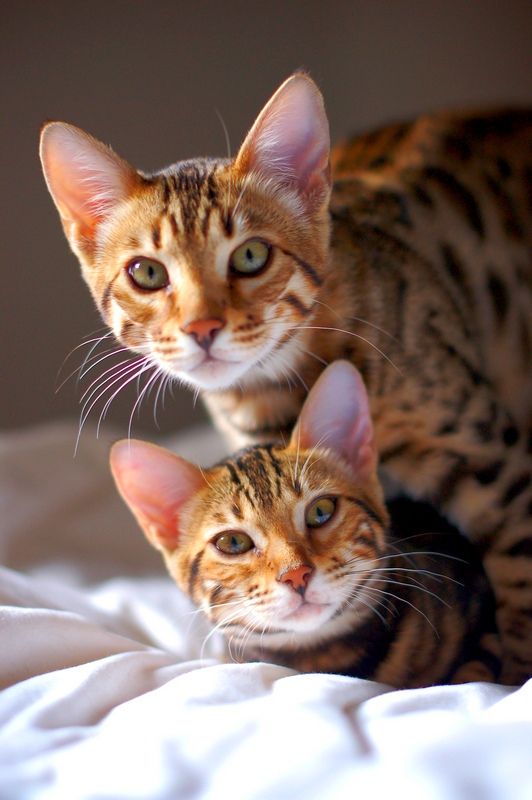 Los gatos Toiger no necesitan un aseo especial. Basta peinarse una vez por semana. Bañar a un cachorro de tigre solo vale la pena cuando se ensucia mucho Los gatos Toiger no necesitan un aseo especial. Basta peinarse una vez por semana. Bañar a un cachorro de tigre solo vale la pena cuando se ensucia mucho