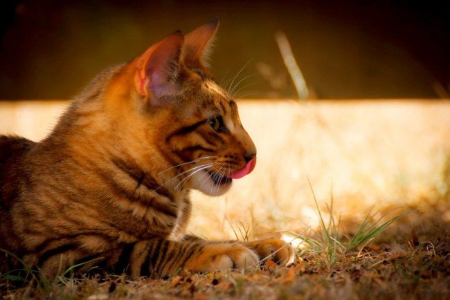 A petición del autor de la raza Toyger, un gato necesita ser castrado para alcanzar la madurez del gato. Solo los grandes viveros oficiales, que no tienen más de 50 en el mundo, pueden lidiar con el apareamiento para obtener cachorros de tigre limpios A petición del autor de la raza Toyger, un gato necesita ser castrado para alcanzar la madurez del gato. Solo los grandes viveros oficiales, que no tienen más de 50 en el mundo, pueden lidiar con el apareamiento para obtener cachorros de tigre limpios