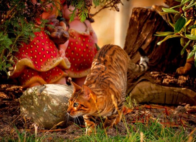 El color del gato toyger es lo único que es salvaje en ella El color del gato toyger es lo único que es salvaje en ella