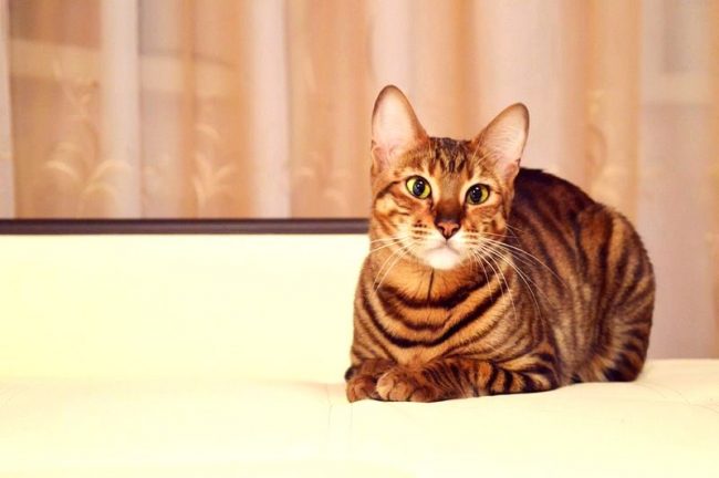Los gatos Toiger pueden llevar un estilo de vida medido, como los tigres respetables. No se apresurarán por la casa, golpeando todo a su paso. Tampoco se asustarán si algo no les conviene en el comportamiento de los propietarios Los gatos Toiger pueden llevar un estilo de vida medido, como los tigres respetables. No se apresurarán por la casa, golpeando todo a su paso. Tampoco se asustarán si algo no les conviene en el comportamiento de los propietarios