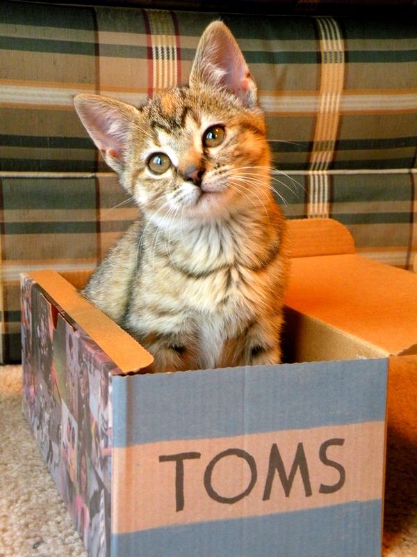 Eso se adaptará fácilmente a las circunstancias cambiantes. Por ejemplo, los propietarios se mudan a vivir a un apartamento nuevo o temporalmente durante el verano en una casa de campo: el gato aprenderá fácilmente nuevas reglas y las cumplirá sin ningún problema Eso se adaptará fácilmente a las circunstancias cambiantes. Por ejemplo, los propietarios se mudan a vivir a un apartamento nuevo o temporalmente durante el verano en una casa de campo: el gato aprenderá fácilmente nuevas reglas y las cumplirá sin ningún problema