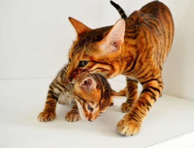 Es posible excomulgar a un gatito de mamá en 2 a 2.5 meses Es posible excomulgar a un gatito de mamá en 2 a 2.5 meses