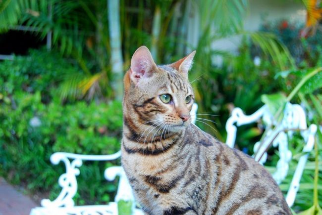 Los gatos Toiger realmente se apegan a un solo miembro de la familia, están listos para pasar el máximo tiempo con él. Sin embargo, el cachorro de tigre no se impondrá si ve que el dueño ahora está ocupado con algo Los gatos Toiger realmente se apegan a un solo miembro de la familia, están listos para pasar el máximo tiempo con él. Sin embargo, el cachorro de tigre no se impondrá si ve que el dueño ahora está ocupado con algo