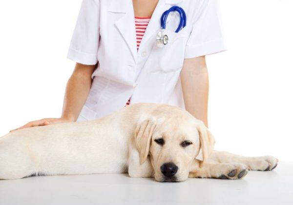 Toxocariasis en perros lee el artículo