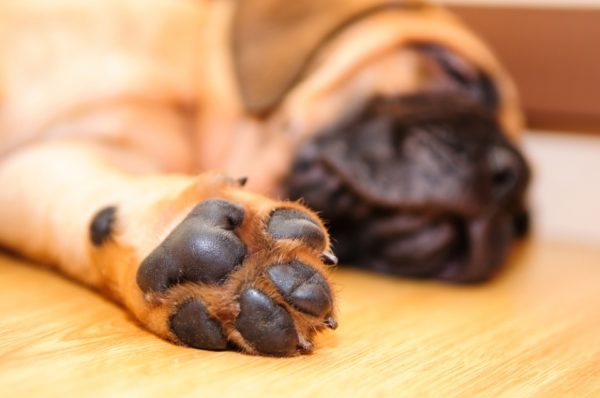 El perro tiene pies fríos, qué hacer. Lea el artículo