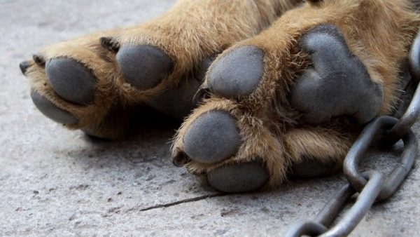El perro tiene pies fríos, qué hacer