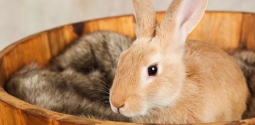 Cuidado mensual del conejo