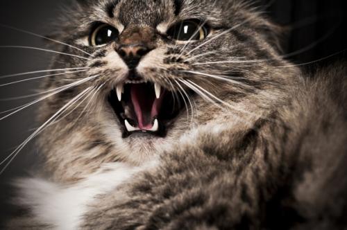 Mordedura de gato: síntomas de infección y el tratamiento