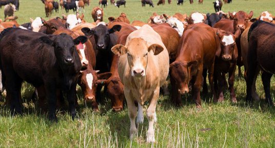 Un rebaño de vacas