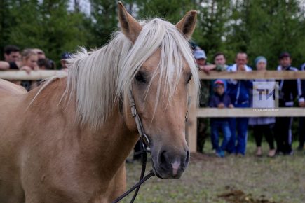 Caballo tártaro