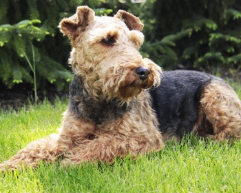 Welsh Terrier (Welsh Terrier) Welsh Terrier, Gales, WT