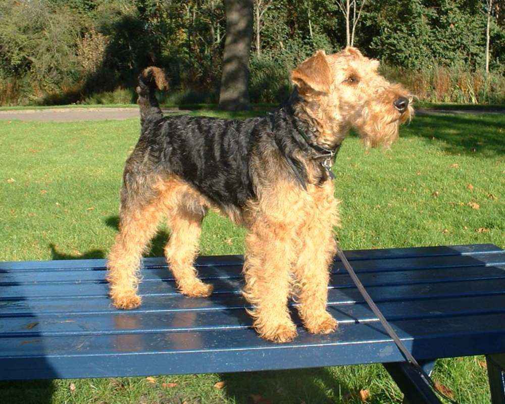Welsh terrier - foto
