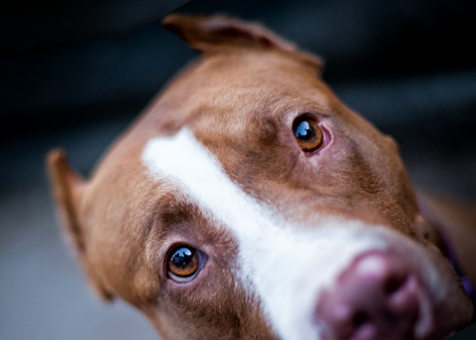 Síndrome vestibular del perro: síntomas, causas y tratamiento