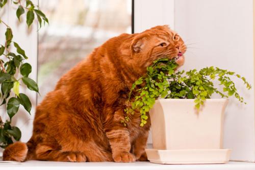 Plantas y flores venenosas para gatos.