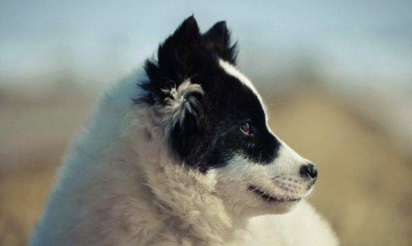 cara del husky Yakut