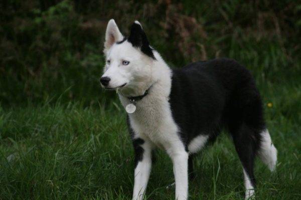 Husky Yakut en el bosque
