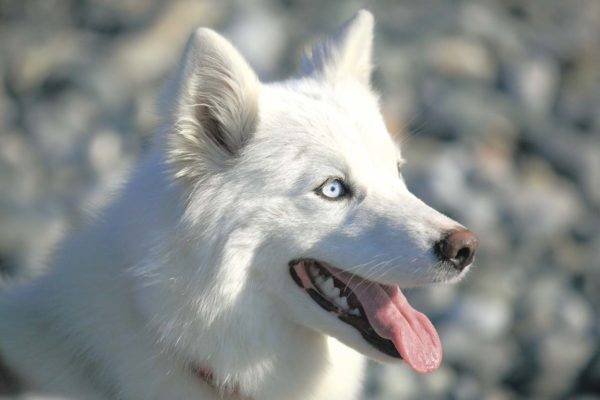 Yakut blanco como