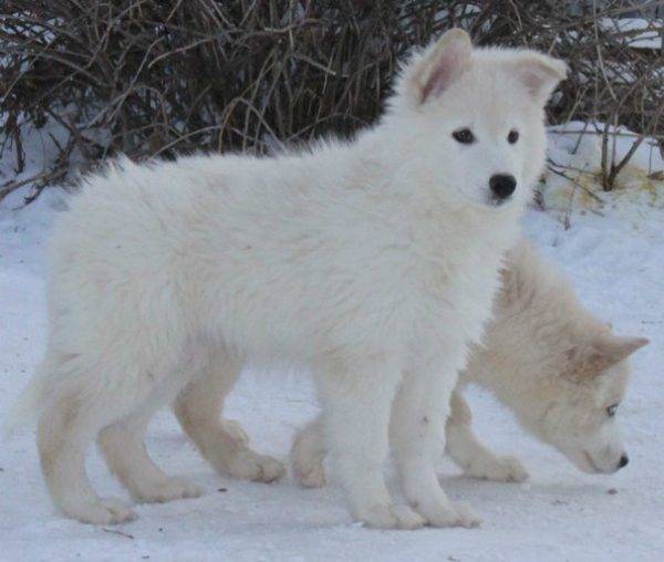 cachorros del husky Yakut