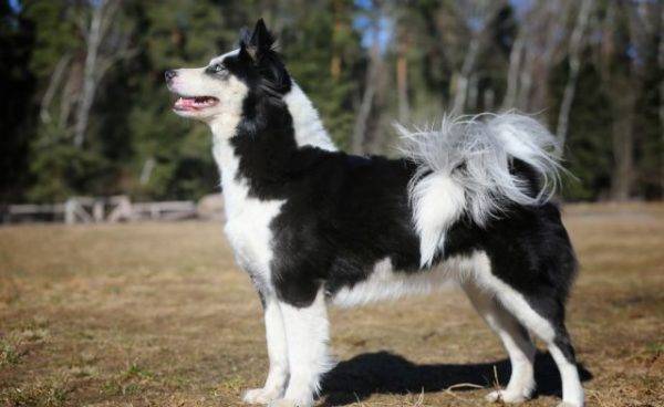Yakut husky de lado