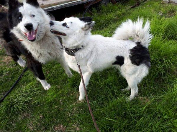Yakut huskies en la naturaleza