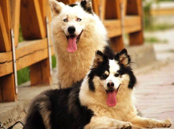 Los gustos de Yakut son hermosos