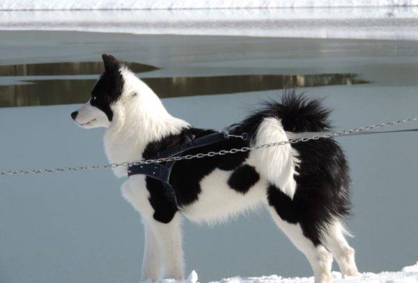 hermoso como Yakut