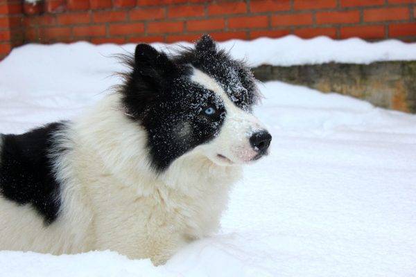 Yakut husky en la nieve