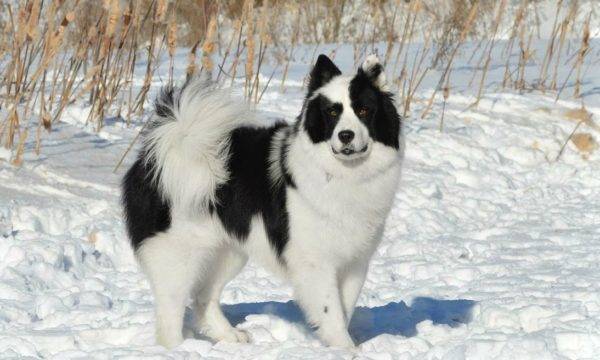 Husky de invierno Yakut