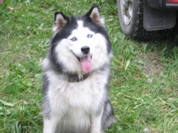 Yakut husky blanco-gris