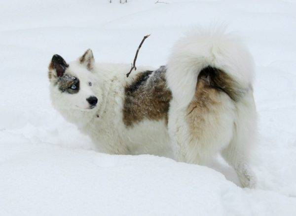 Yakut husky blanco y negro con marcas rojas